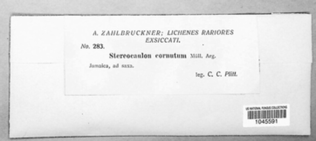 Stereocaulon cornutum image
